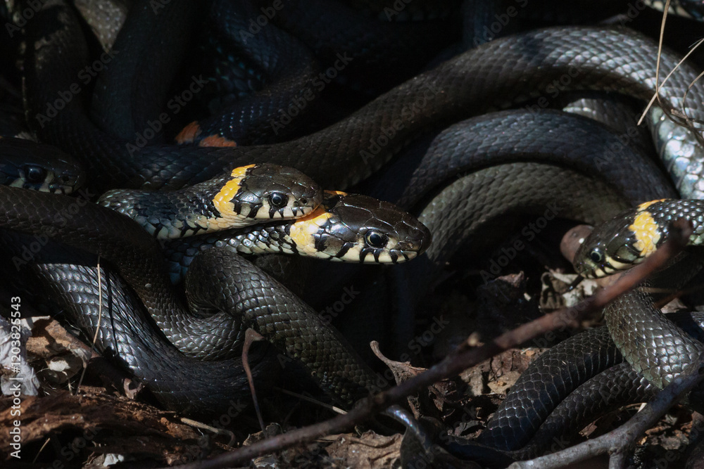 Obraz premium lot of intertwining black snakes in forest basking in warm rays of sun, close-up