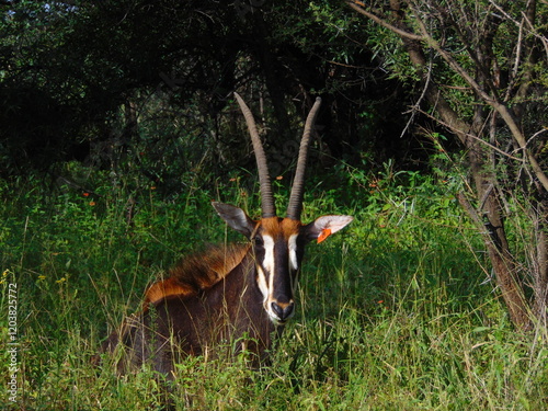 Fototapeta Sable Antelope
