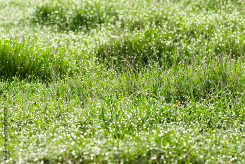 Many vibrant green grass   covered in morning dew illuminated by natural sunlight