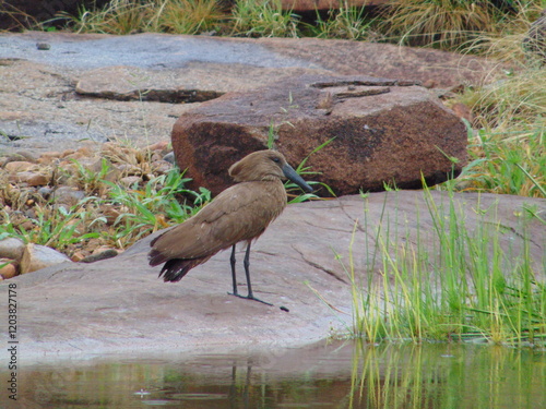 Fototapeta Hammerkop
