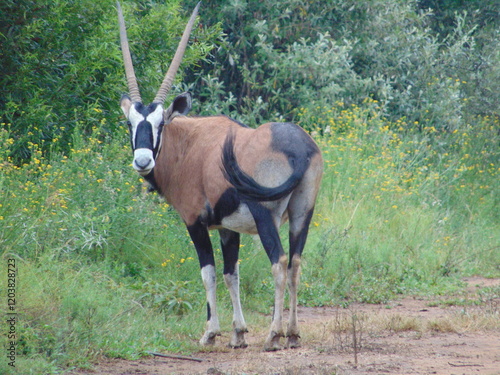 Fototapeta Red Gemsbok