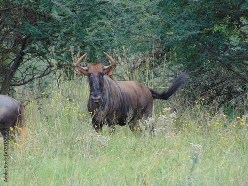 Fototapeta Wildebeest