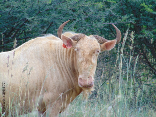 Fototapeta Royal Wildebeest 