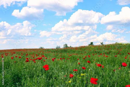 Red poppies meadow and blue sky with clouds countryside landscape springtime