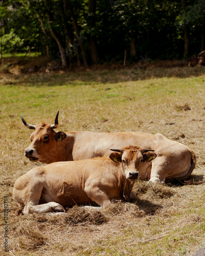 cows in the field