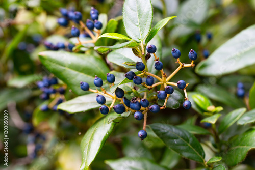 Viburnum tinus, the laurustinus, laurustine or laurestine. Blue viburnum fruits on a branch, close-up. Natural berry background. photo
