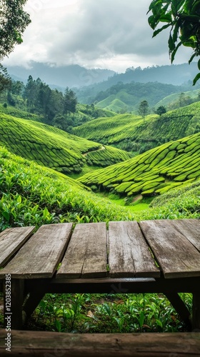 Scenic view of lush green tea plantation hills under a dramatic sky at sunset