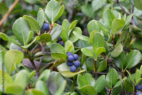 Rhaphiolepis umbellata plant that bears fruit. Ripe blue berries on a bush in the garden, close-up. photo