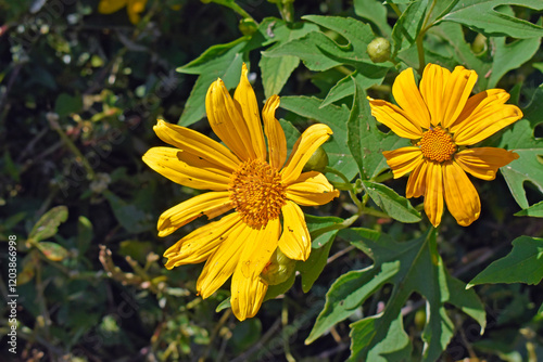 Mexican sunflowers or tree marigold (Tithonia diversifolia) on garden photo