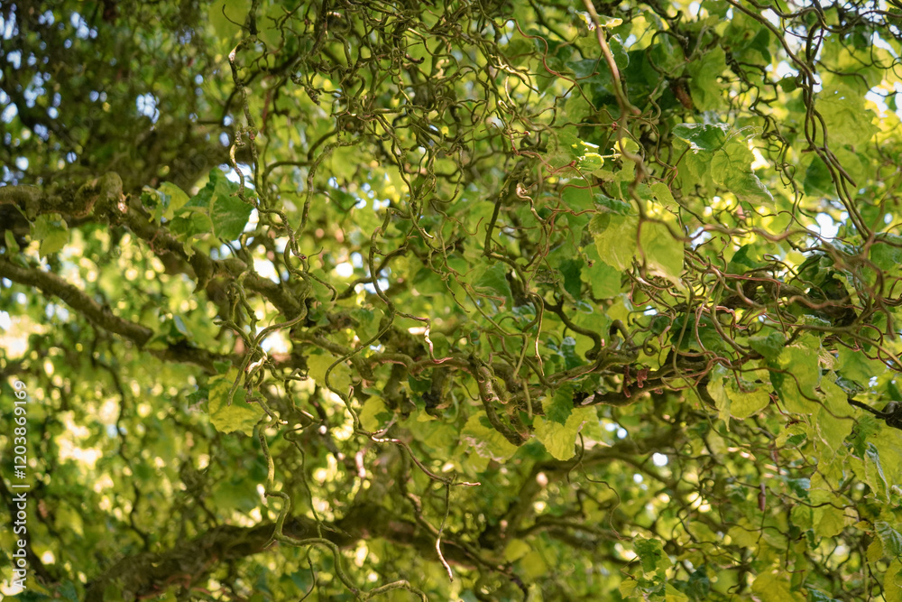 Background of Corkscrew hazel (Corylus avellana)
tree in warm colors and sun shining though the leafs, Muenster botanical garden, Germany Background of Corkscrew hazel (Corylus avellana)
tree in warm colors and sun shining though the leafs, Muenster botanical garden, Germany