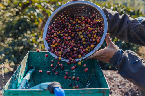 Worker in Wet process for ripe coffee wash in pulping machine. Process Harvest coffee beans to have their pulp remove. Farmer using a coffee cherry pulping machine to process beans