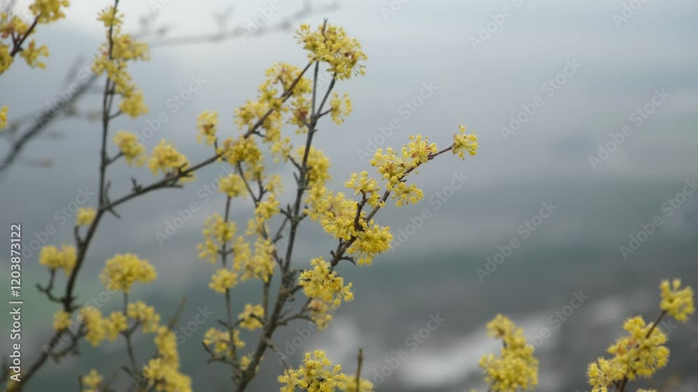 Dogwood blooming close-up. The yellow flowers of the shrub in the warm rays of the setting sun. Atmospheric natural he. A light breeze stirs the thin branches. The concept of awakening, springtime Dogwood blooming close-up. The yellow flowers of the shrub in the warm rays of the setting sun. Atmospheric natural he. A light breeze stirs the thin branches. The concept of awakening, springtime