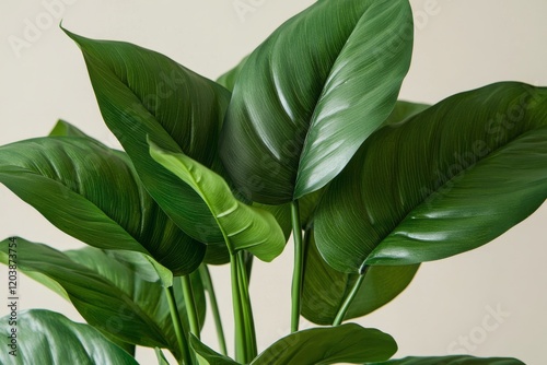 Indoor leafy green plant with vibrant glossy leaves enhancing home decor