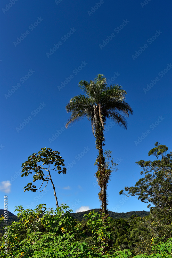 Tree and palm tree on tropical forest in Teresopolis, Rio de Janeiro, Brazil