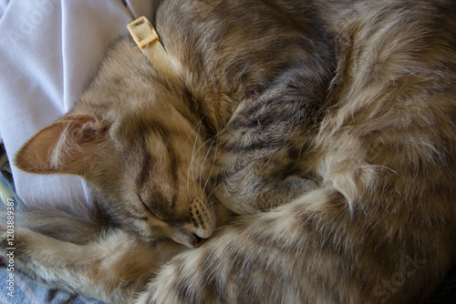 gray cat curled up. kitty sleeping. pets