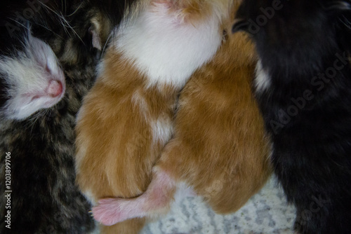 Mother cat and kittens on the floor. Mother cat and kittens.