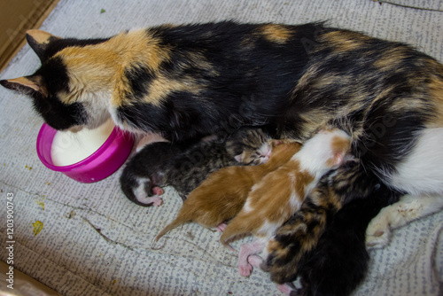mother cat with her babies. little newborn kittens. homeless animals