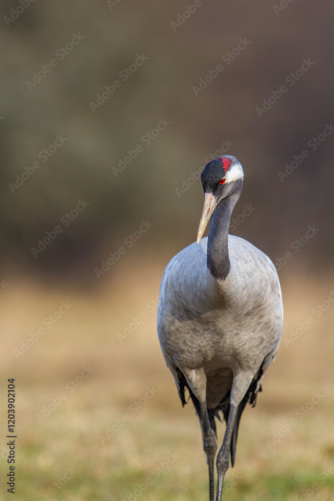 Obraz premium Żuraw, żuraw popielaty, żuraw szary, crane, Grus grus