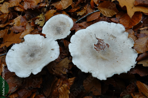 Fotografie Closeup on a cluster of Grey Clouded agaric mushrooms, Clitocybe nebularis on th