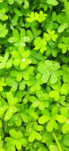 clover in the morning getting a winter rain shower