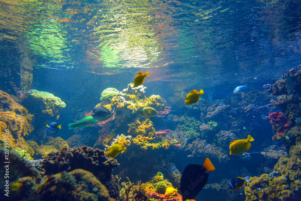 Vibrant aquarium filled with various colorful fish swimming gracefully among plants and natural reefs