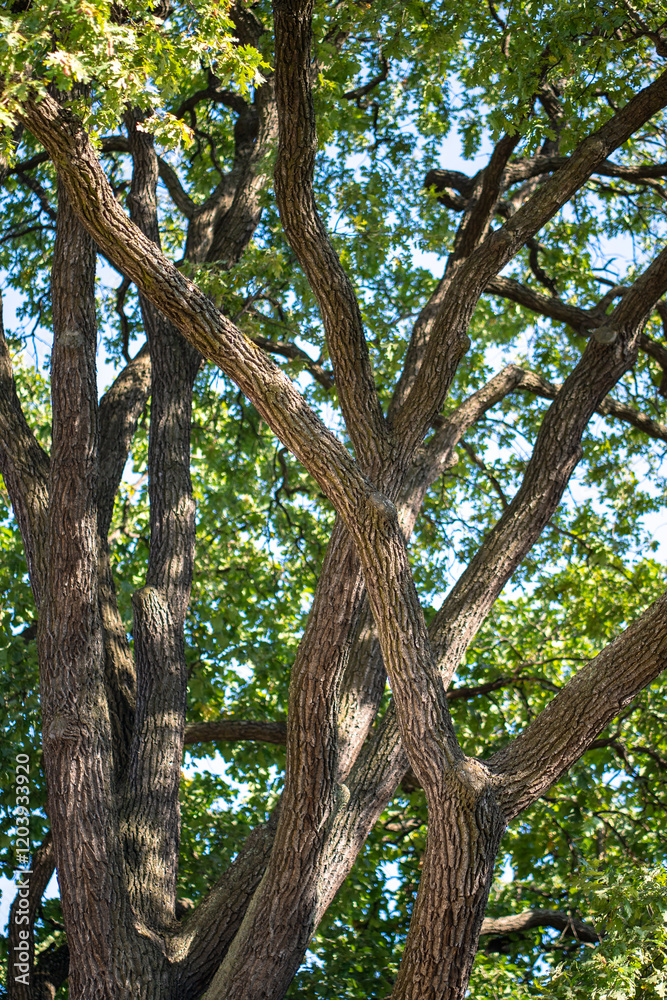 Oak tree branches and canopy basking in sun. Massive oak trees stretch twigs wide in park, crown supports balance of ecosystem, provides shade, aids soil protection, environmental conservation Oak tree branches and canopy basking in sun. Massive oak trees stretch twigs wide in park, crown supports balance of ecosystem, provides shade, aids soil protection, environmental conservation