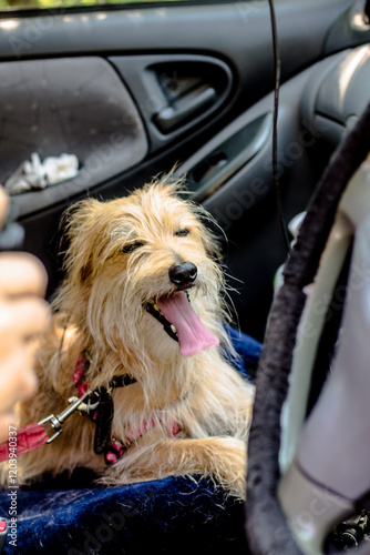 Cute dog sitting in the back seat of a car and yawning