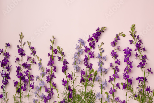 Purple delphinium on pink background. Flat lay, top view.