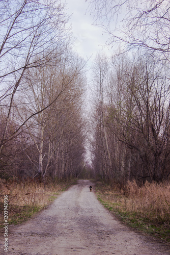 Dirt road in the forest in early spring. Landscape.