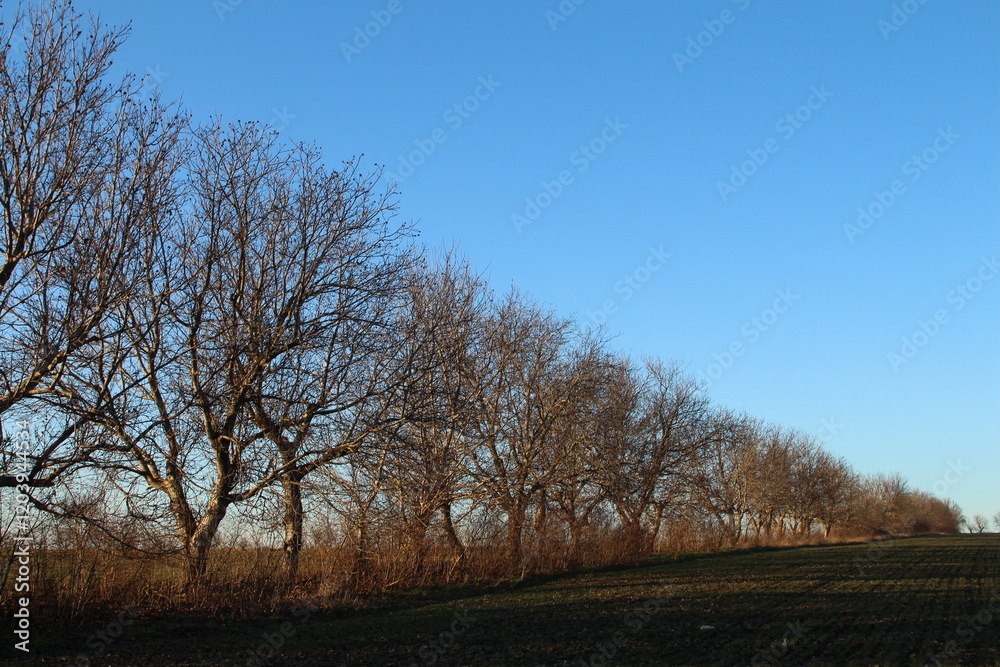 A row of bare trees with Suitland Parkway in the background A row of bare trees with Suitland Parkway in the background