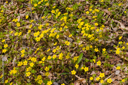 Yellow marsh marigolds in the forest. Early spring in the forest.