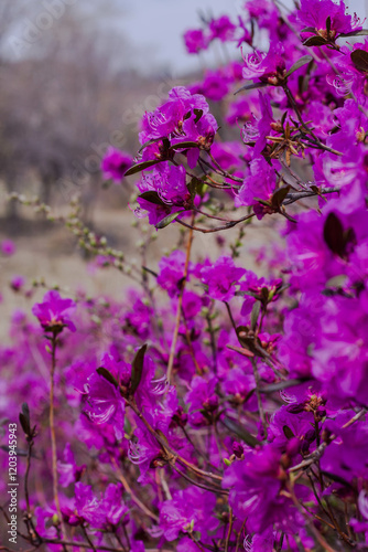 Purple rhododendron flowers blooming in springtime
