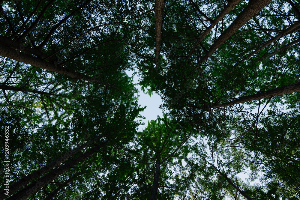 Looking up into a lush forest canopy Looking up into a lush forest canopy