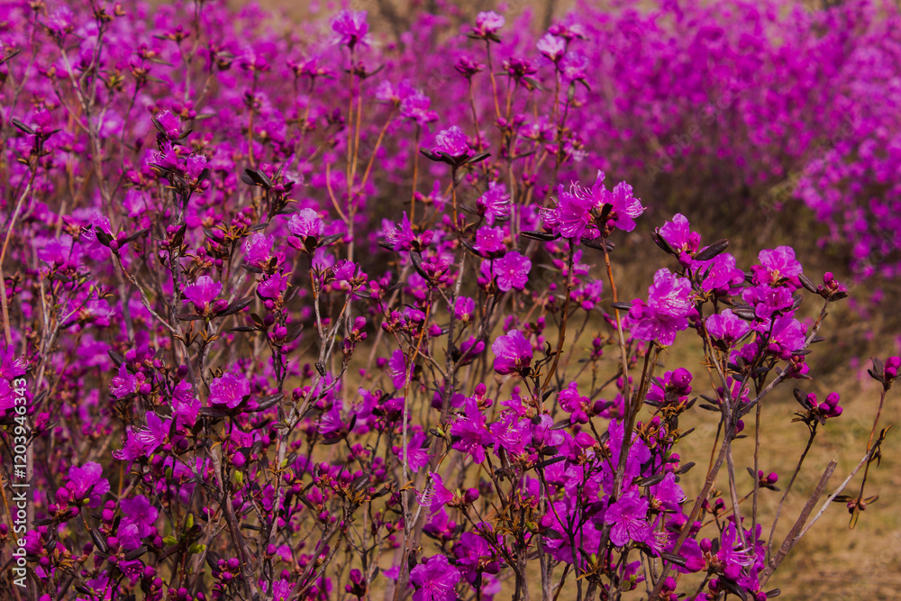 Obraz premium Azalea flowers blooming in the garden. Spring background.