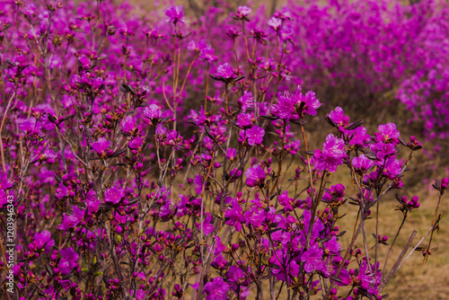 Azalea flowers blooming in the garden. Spring background.
