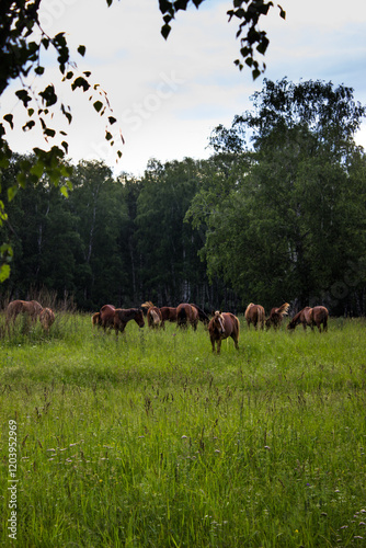 Herd of horses grazing on a green meadow in summer.