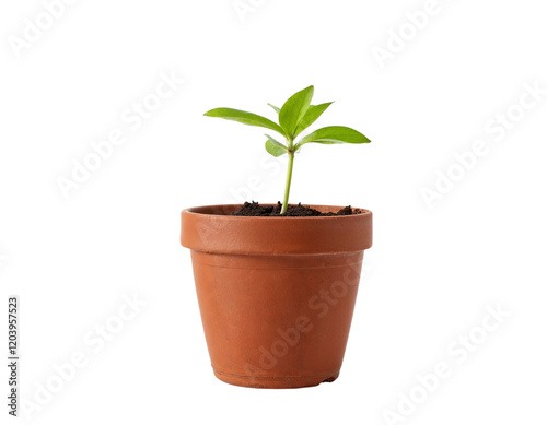 plant in a pot
