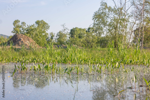 The reeds in the lake are reflected in the water surface.