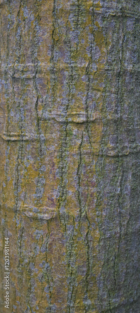 Obraz premium Beautiful close-up of the bark of brachychiton acerifolius