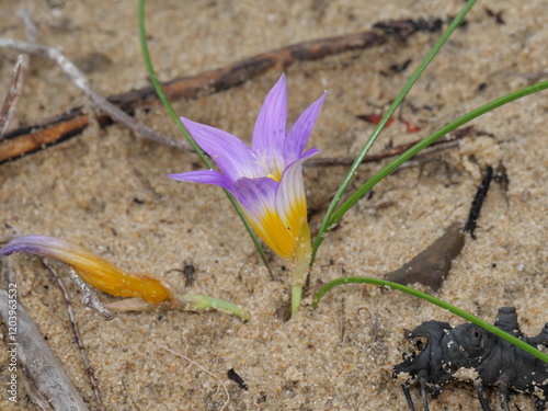 Hellviolett gefärbte Blüte des Sandkrokus oder Scheinkrokus im Februar auf der Duna De Valdevaqueros in der Nähe von Tarifa, Spanien photo