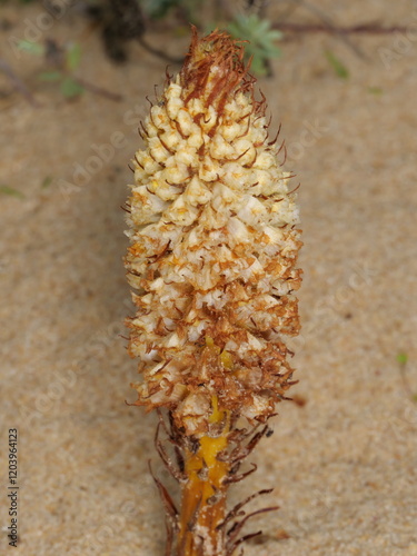 Weiß-gelb blühende Sommerwurz Orobanche densiflora auf der Düne Duna De Valdevaqueros in der Nähe von Tarifa, Spanien photo