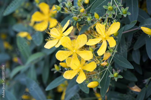 Beautiful St. John's wort (hypericum monogynum) flowers. photo