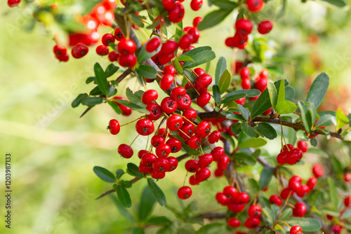 Close-up of a fruiting shrub called Pyracantha coccinea. Firethorn berries, rosaceae evergreen shrub. Dog apple, China, the scarlet, European species or red firethorn. Small, bright red berries.