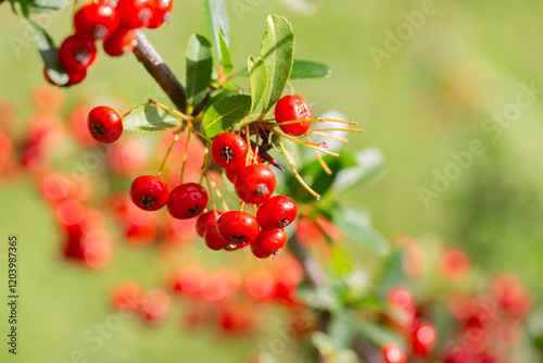 Close-up of a fruiting shrub called Pyracantha coccinea. Firethorn berries, rosaceae evergreen shrub. Dog apple, China, the scarlet, European species or red firethorn. Small, bright red berries.