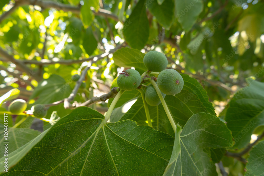 White fig tree, fruits and leaves in the garden in Baku White fig tree, fruits and leaves in the garden in Baku