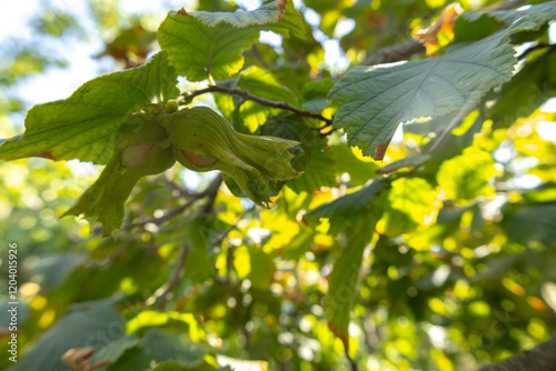 Hazel tree, fruits and leaves in a garden in Baku photo