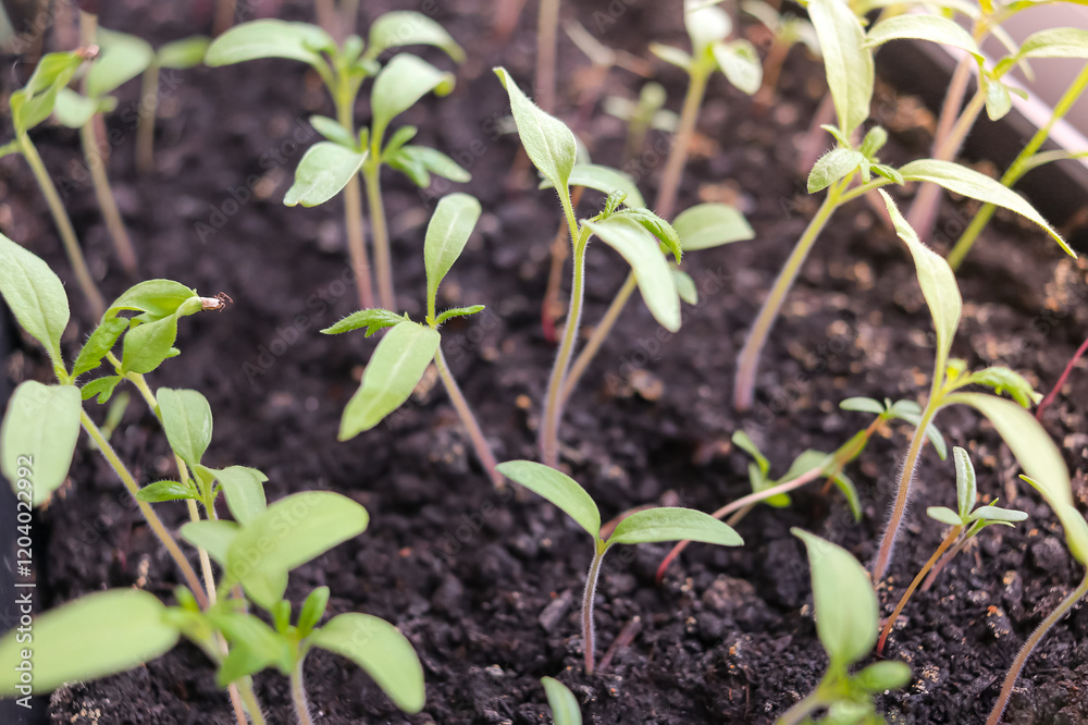pot with tomato seedlings. Growing seedlings in trays. agriculture, horticulture. Gardening at plant nursery