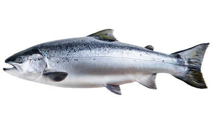 Fresh atlantic salmon isolated on transparent background, perfect for food photography