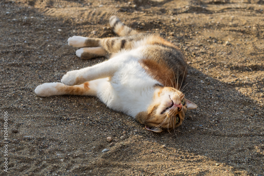 Fototapeta premium A wild tabby cat is on Oasis Beach