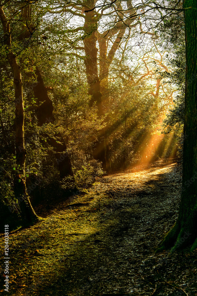 Naklejka premium Enchanting Winter Forest Path in England Illuminated by Golden Sunbeams Through Bare Trees